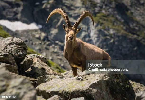 Ibex In The Alps Of Switzerland Stock Photo - Download Image Now - Ibex, Switzerland, Deer