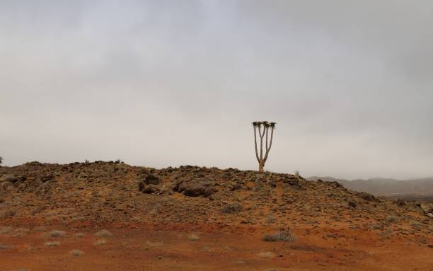 park narodowy richtersveld - richtersveld national park zdjęcia i obrazy z banku zdjęć