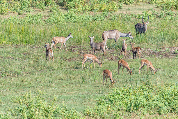 istock Kudus, impalas and waterbuck 1166007590