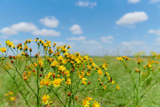 Tall yellow wildflowers reaching up to a clear blue sky in a grassy field at ground level