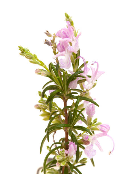 istock small twig of rosemary 1166009920