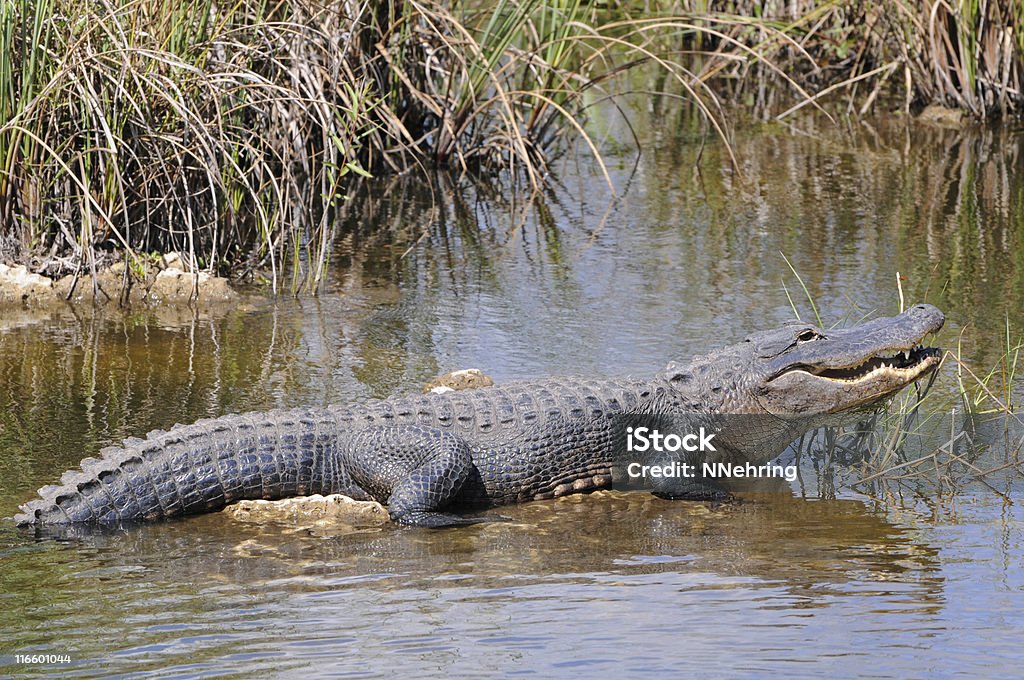 Alligator mississippiensis, dem Everglades National Park, Florida - Lizenzfrei Alligator Stock-Foto