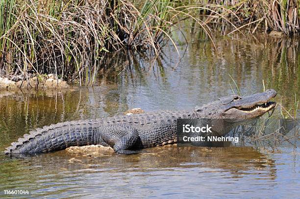 Alligator Mississippiensis Dem Everglades National Park Florida Stockfoto und mehr Bilder von Alligator