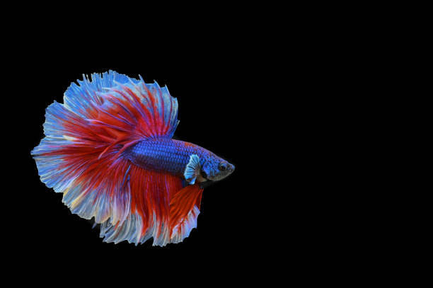 istock Beautiful fish in Thailand 1166010867