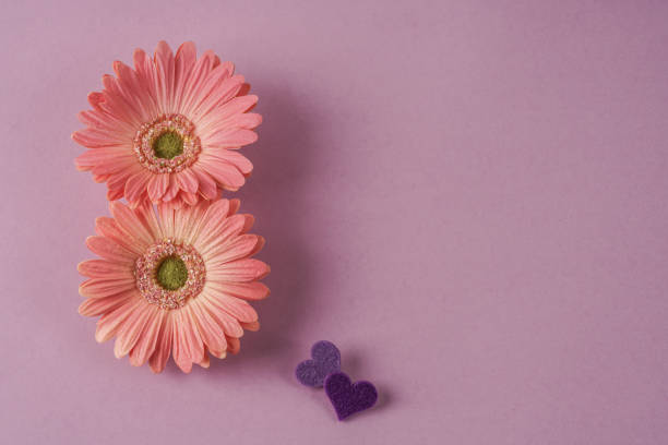 women day template with daisy flowers and hearts on purple stock photo