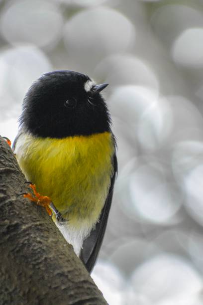 Bird ,Oriental white-eye . lovely bird on branch