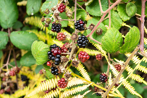 Wild blackberries on a bush. Tasty food