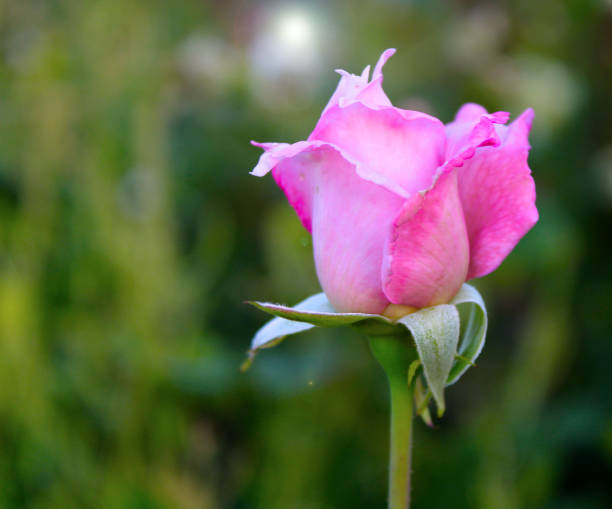 pink rose in summer