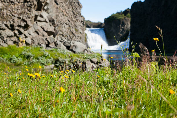 Hjalparfoss waterfall in Iceland in summer on a sunny day against a blue sky. Hjalparfoss waterfall in Iceland in summer on a sunny day against a blue sky. In the foreground green grass and yellow flowers summer flower lake awe stock pictures, royalty-free photos & images