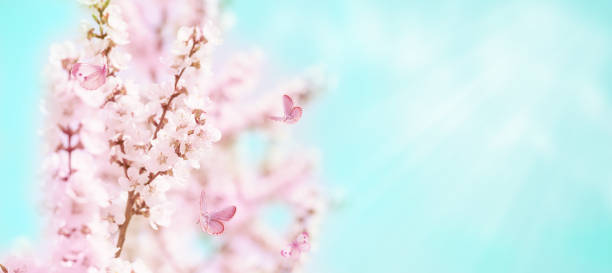 istock Cherry flowers and butterflies 1166013641
