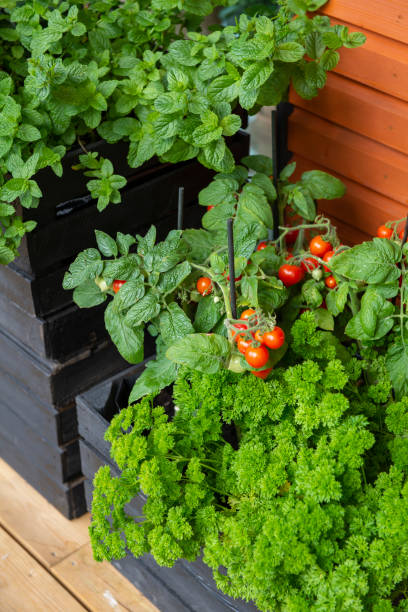 istock Cherry tomato home gardening 1166013903