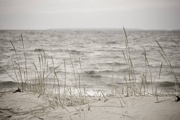 istock Beach with grass in bad weather 116601434