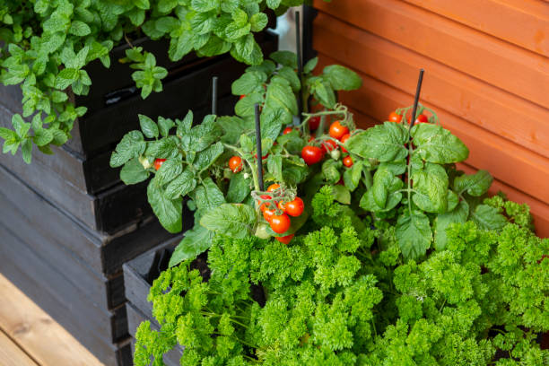 istock Cherry tomato home gardening 1166014536