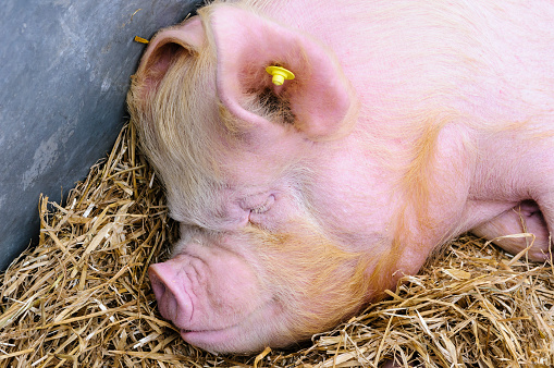 A British Middle White pig with a yellow RFID ear tag for identification sleeping on straw in an indoor pigpen.