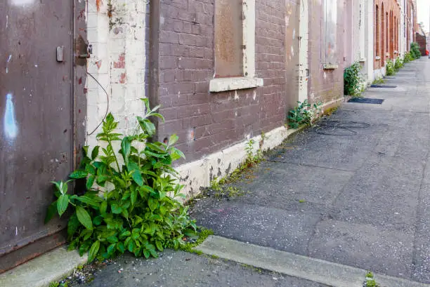Weeds growing on the footpath outside derelict houses in an inner-city street.