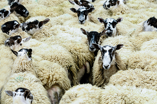 Flock of sheep close together in a pen.