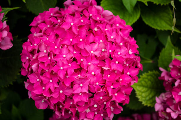 istock Hydrangea blossom on a sunny day. Flowering hydrangea plant. Blooming flowers in the summer garden. Pink hydrangea in full bloom. 1166016609