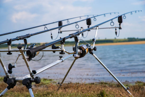 Looking along three carp rods towards a pond. Carp fishing.