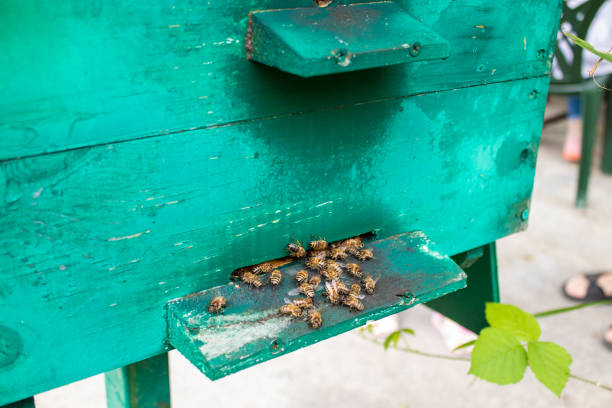 istock . Wooden beehive and bees. Countryside, beekeeping 1166016646
