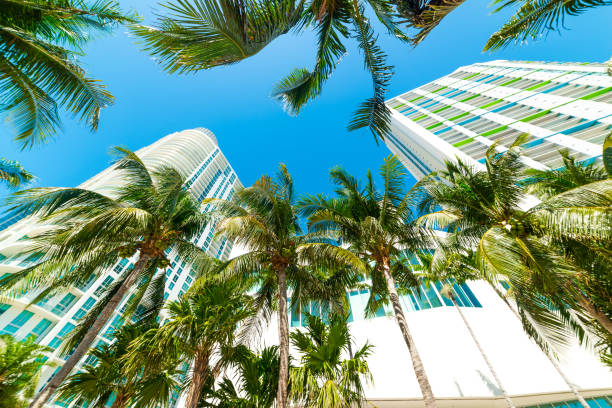 istock Coconut palm trees by downtown Miami's skyscrapers 1166018733