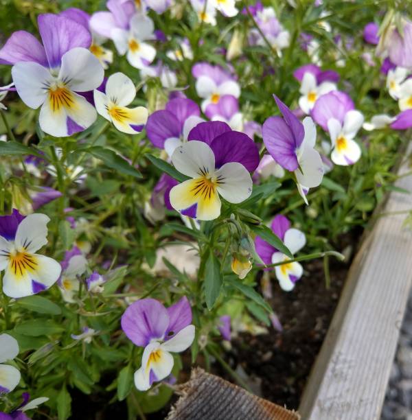 istock A bed of viola flowers in Cornwall in summer 1166018743