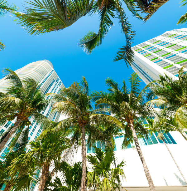 istock Coconut palms by downtown Miami's skyscrapers 1166019118