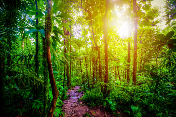 istock Path in the jungle under a shining sun at sunset 1166019213