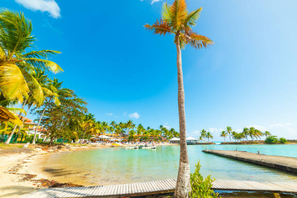 istock Palm trees in Bas du Fort beach in Guadeloupe 1166019330