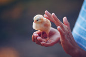 Little chick bird in hands