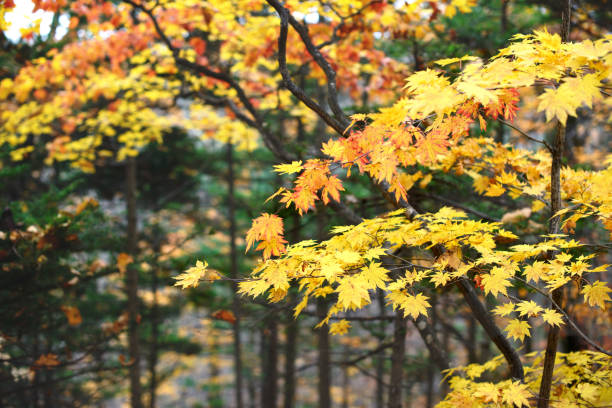 l'érable jaune laisse la frontière à la forêt d'automne, fond brouillé. changement de saison. une branche d'érable d'arbre, automne. - vibrant color horizontal japan branch photos et images de collection