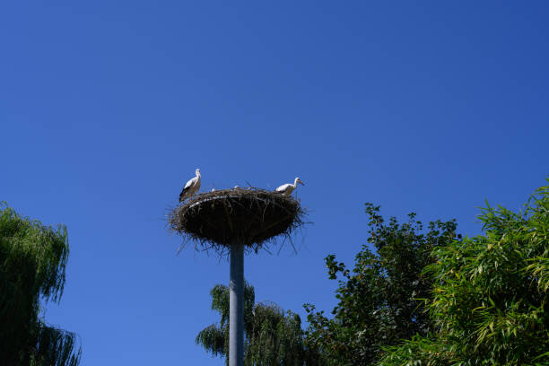 A stork family in their nest