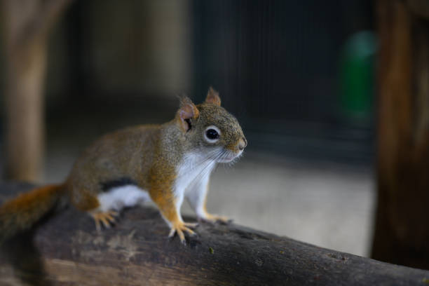 istock A squirrel takes a short break before whizzing around wildly again. 1166020179