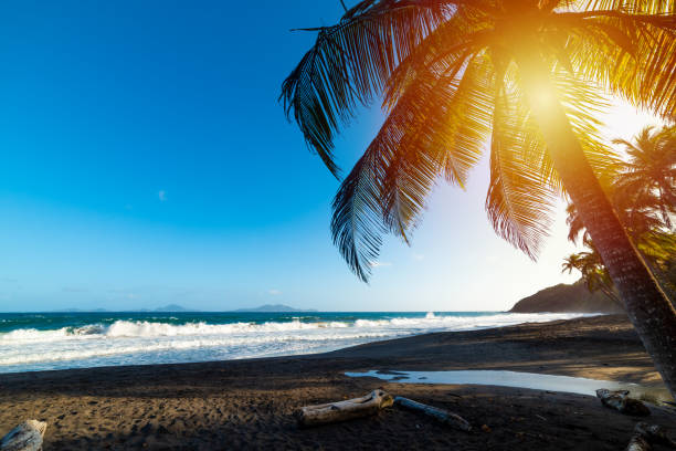 istock Palm trees and dark sand in Grande Anse beach at sunset 1166020429