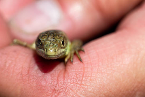 istock Lizard close up macro animal portrait photo 1166021284