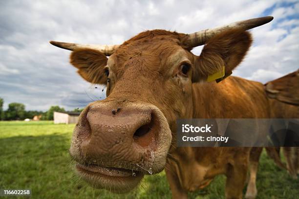 Foto de Vaca Focinho e mais fotos de stock de Agricultura - Agricultura, Alimentar, Animal de Fazenda