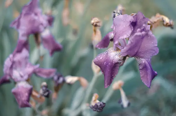Lilac irises. Melancholy picture. A non-contrast photo. Delicate flowers