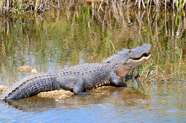 istock Alligator mississippiensis, Everglades 116602467
