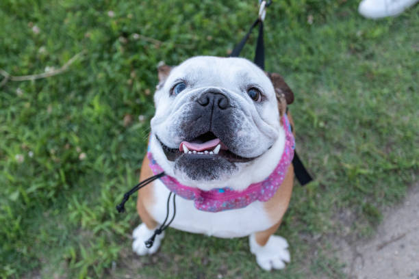 istock Happy female bulldog smiling 1166025262