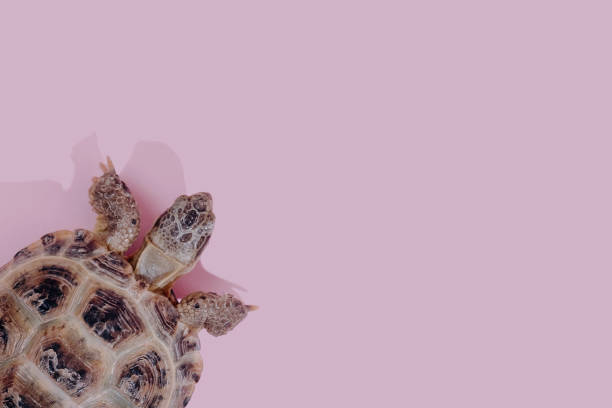 Turtle on pink background Defocused turtle on pink background trend flat lay concept with fashionable toning. Pattern with copyspace slow walk stock pictures, royalty-free photos & images