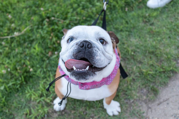 istock Happy female bulldog smiling 1166026250