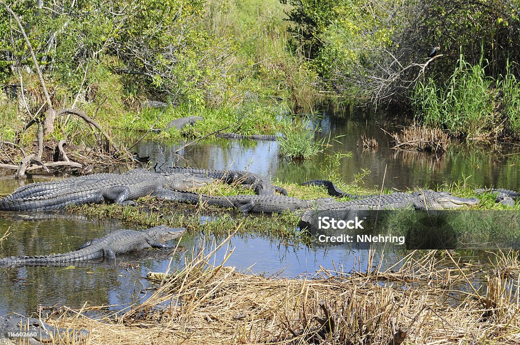 alligator bog, Alligator mississippiensis, Everglades National Park, Florida Alligators,  Alligator Stock Photo