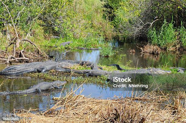 Alligator Bog Alligator Mississippiensis Everglades National Park Florida Stock Photo - Download Image Now
