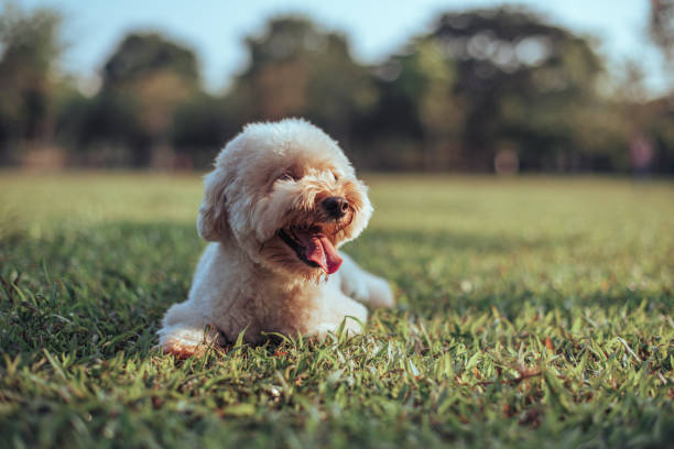 istock a toy poodle relaxing in the public park during evening 1166027653