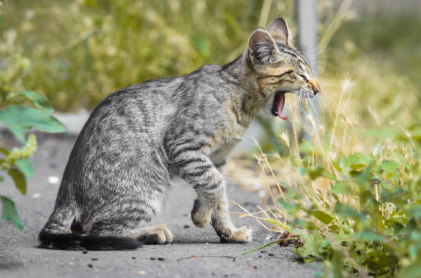 istock Young yawning kitten looking like a serval in profile 1166027772