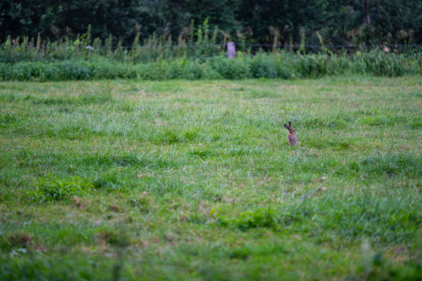 istock bunny on a field in  the morning 1166028754