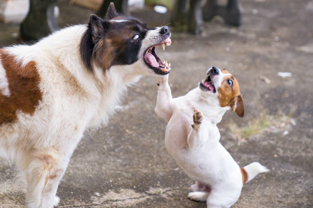 jack russell terrier pies bawi się z zabawnym psem bangkaew w ogrodzie w domu - dog biting aggression animal teeth zdjęcia i obrazy z banku zdjęć