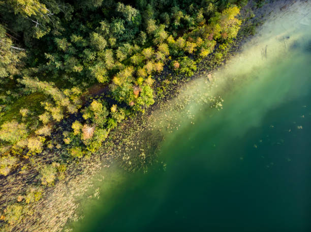 aerial top down view of lake gela coast with fallen trees and forest near vilnius city, lithuania - coastline aerial view forest pond imagens e fotografias de stock