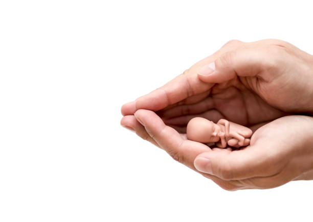 Human embryo protected by hands isolated on white background with clipping path