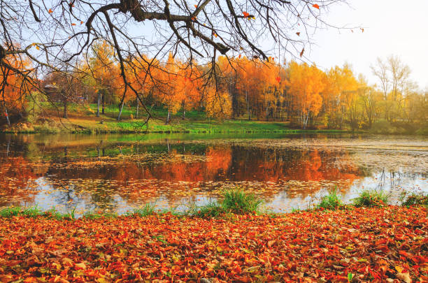 istock Tranquil autumn scene with pond in park 1166032070