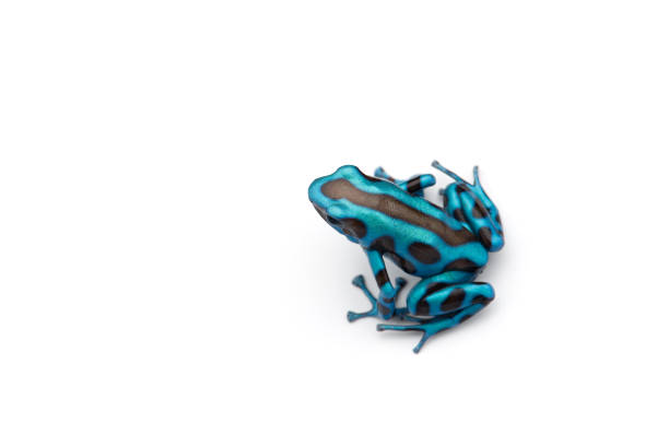 Green and Black Poison Dart Frog isolated on white background